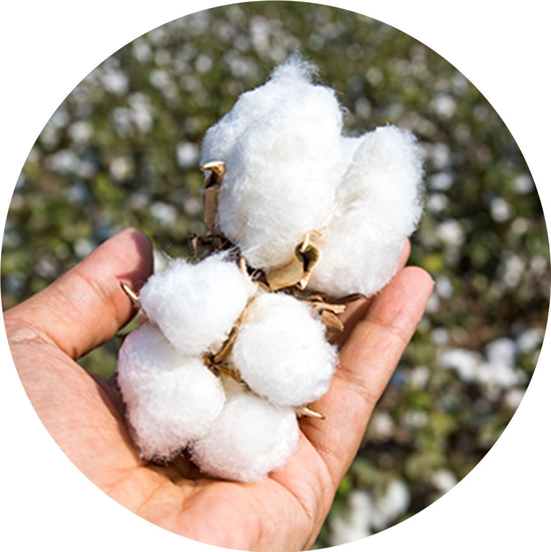 Hand holding freshly harvested cotton bolls, highlighting natural fibers and sustainable textile production.